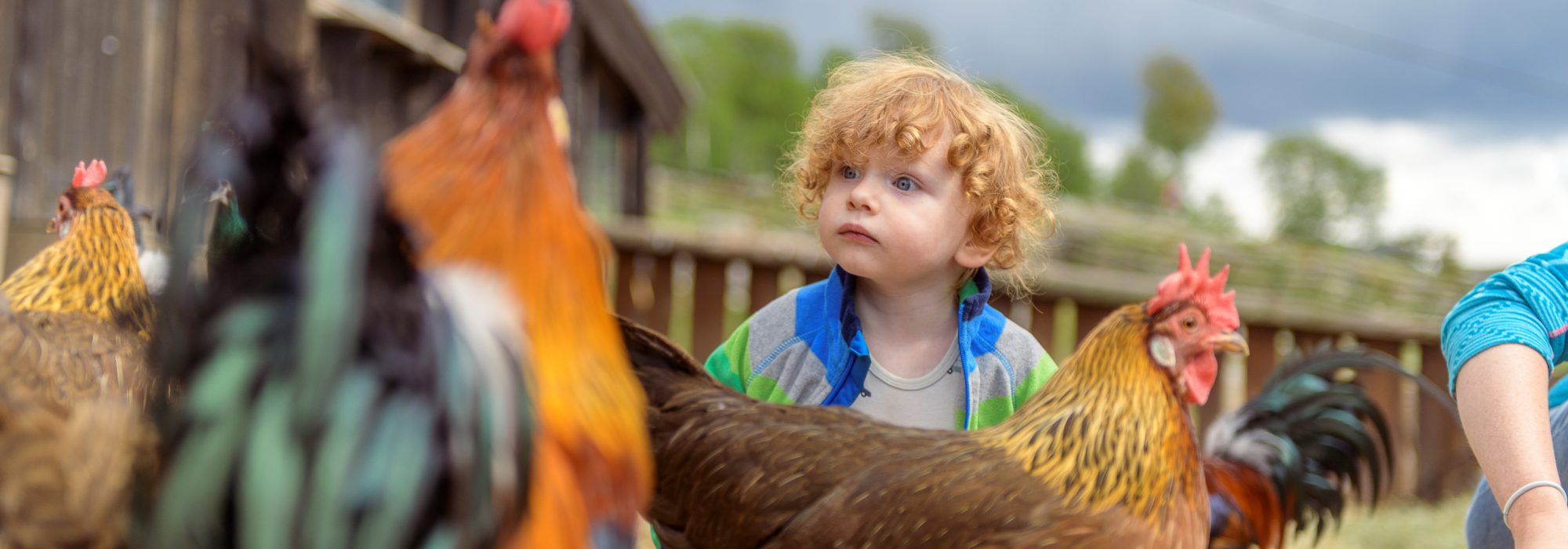 Langedrag høne sommer. Foto Langedrag Naturpark