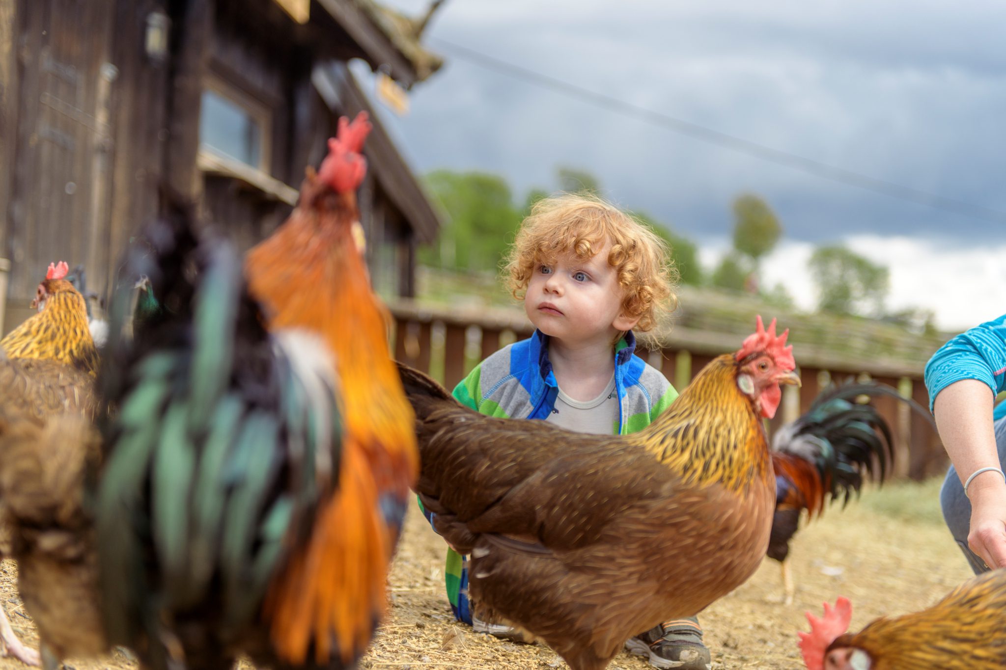 Langedrag høne sommer. Foto Langedrag Naturpark