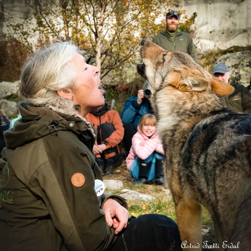 Ulvebesøk i Langedrag Naturpark. Foto Astrid Tætti Eidal