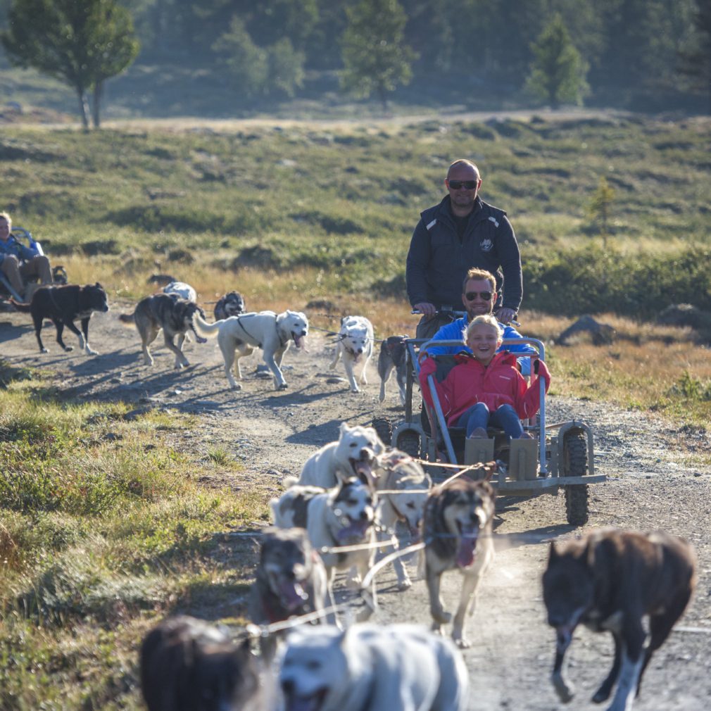 Bilde som viser hundelsedekjøring på Langedrag om sommeren