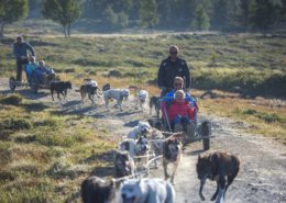 Bilde som viser hundelsedekjøring på Langedrag om sommeren