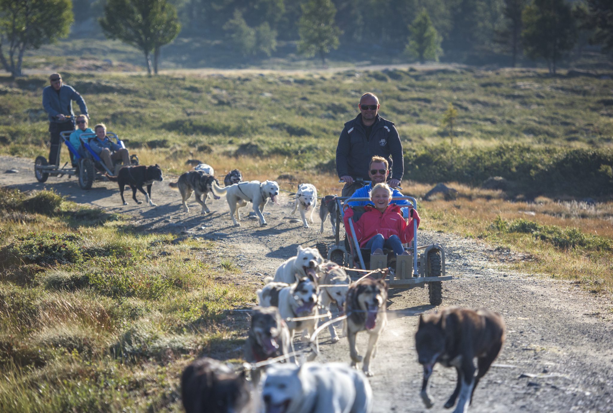 Bilde som viser hundelsedekjøring på Langedrag om sommeren